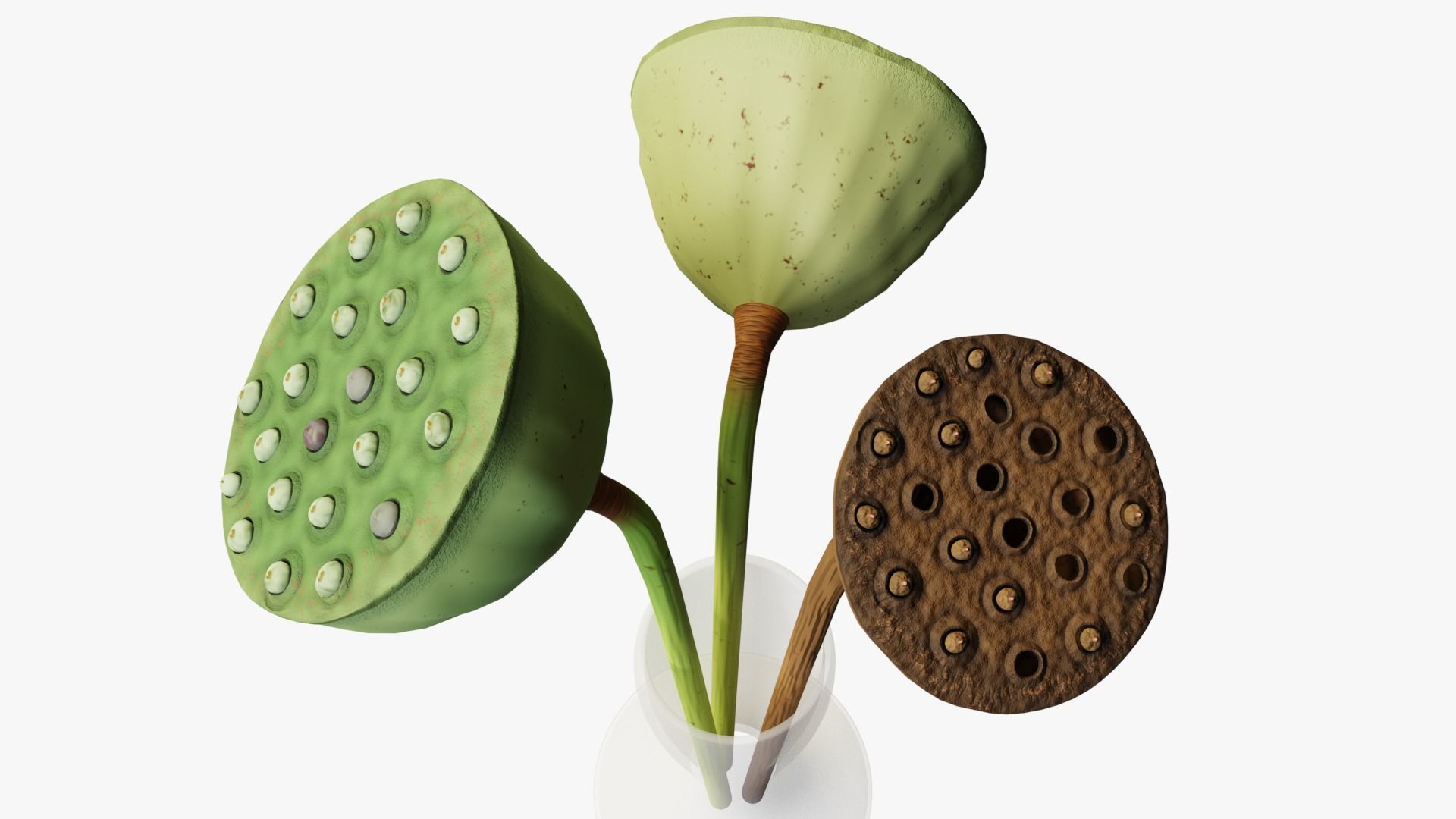Lotus seed pods 3D model_10