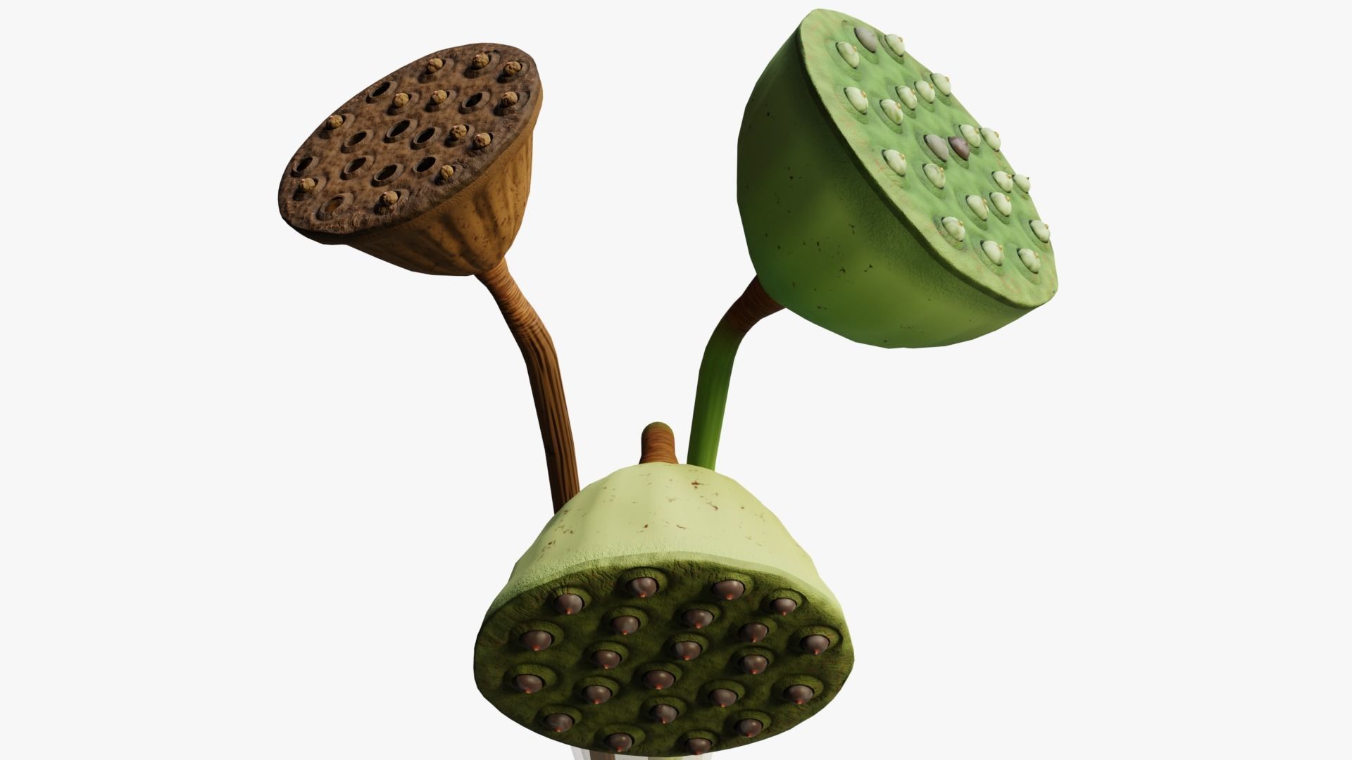 Lotus seed pods 3D model_5