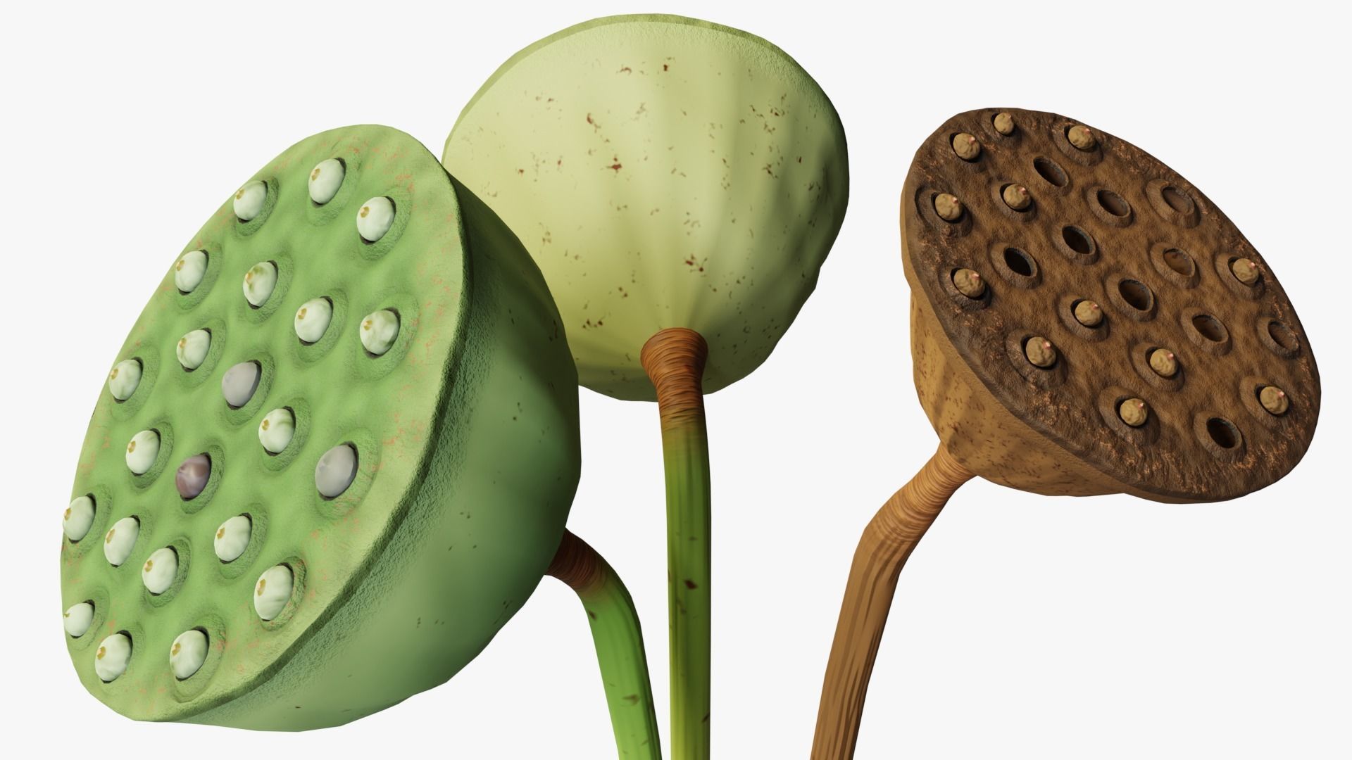 Lotus seed pods 3D model_1