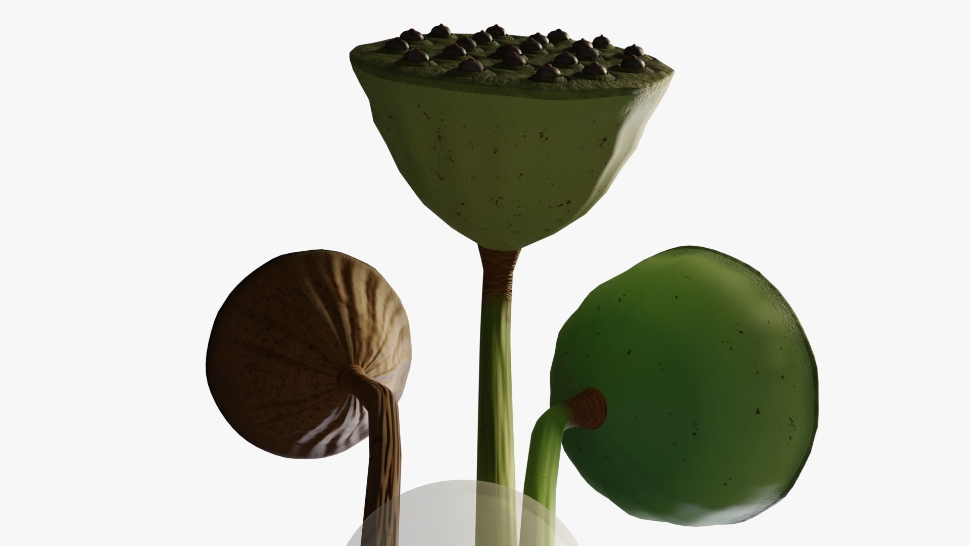 Lotus seed pods 3D model_9
