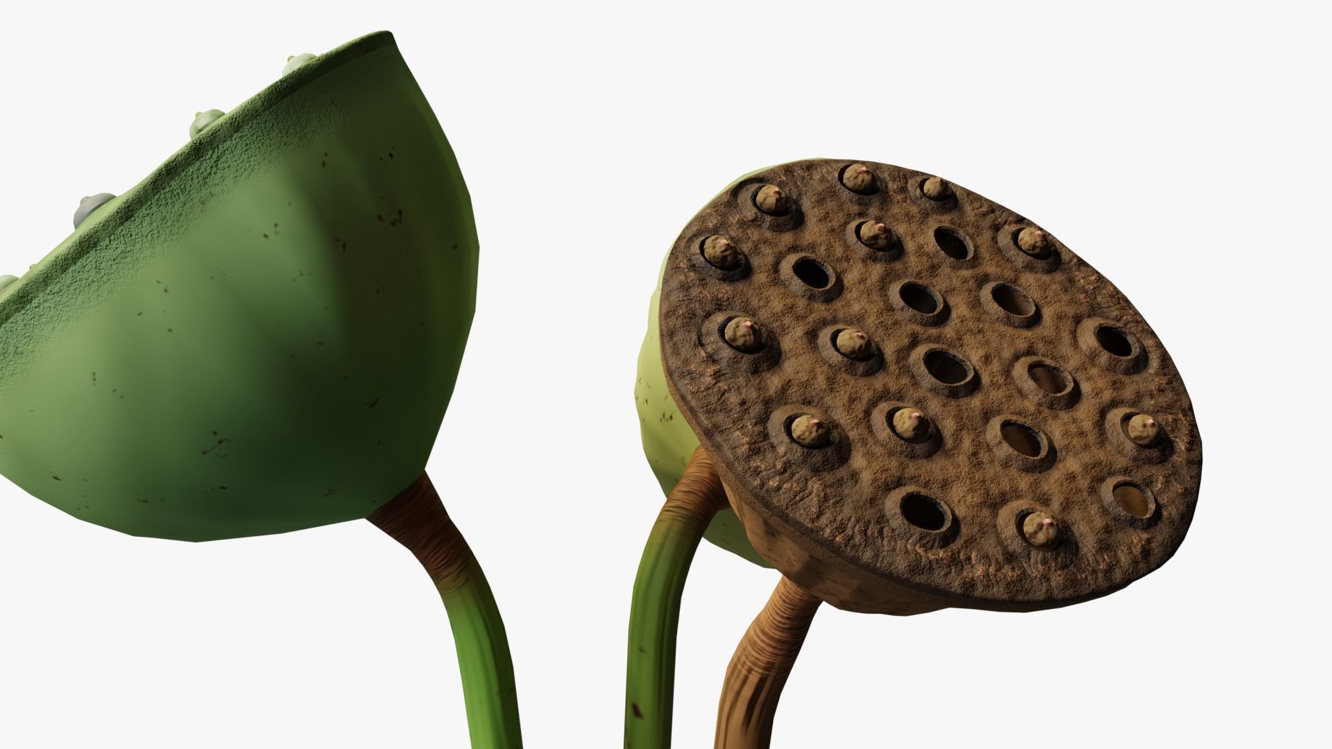 Lotus seed pods 3D model_8
