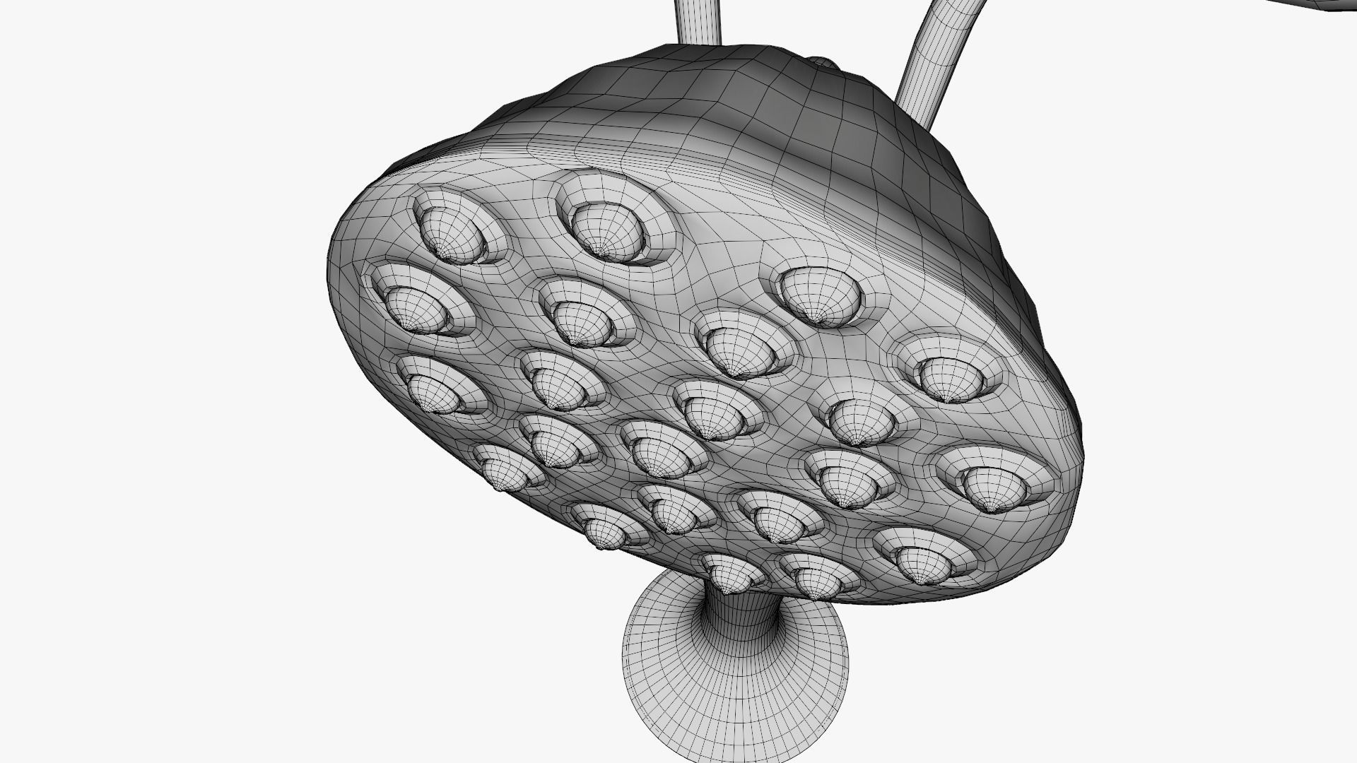 Lotus seed pods 3D model_18