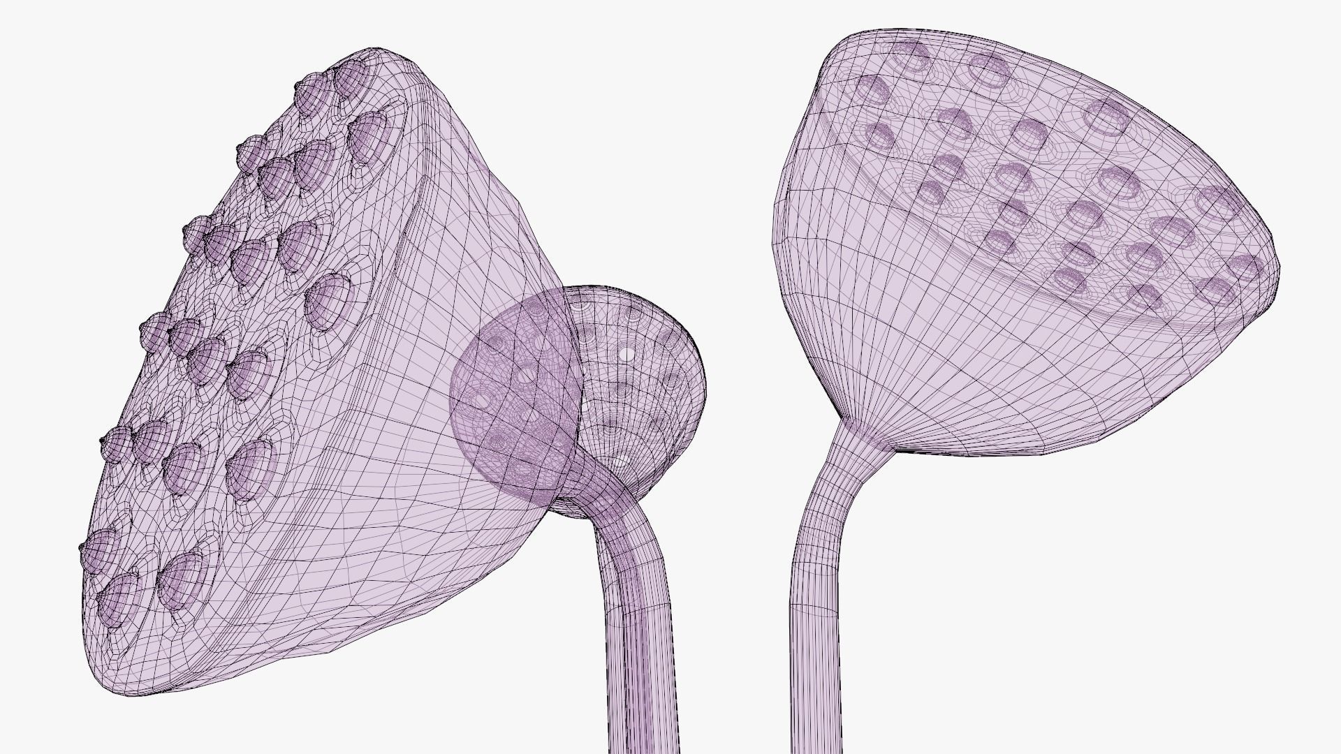 Lotus seed pods 3D model_23