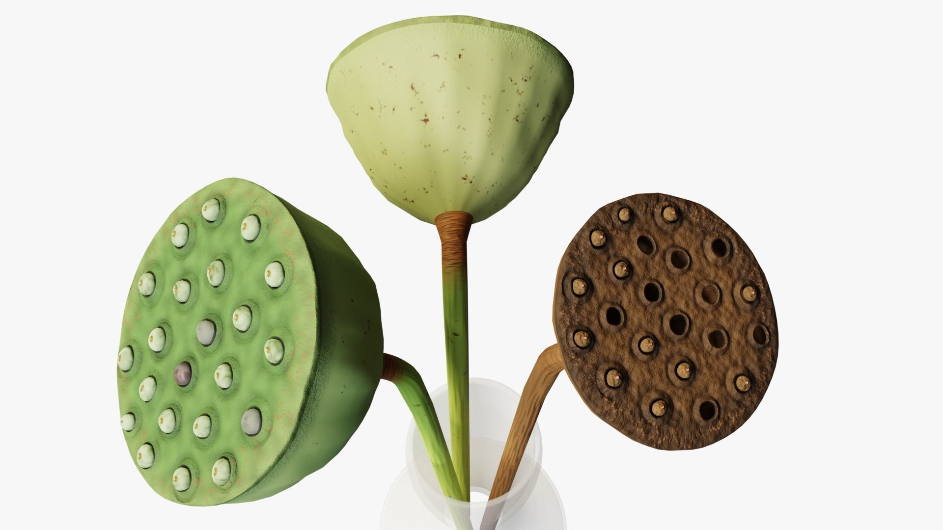 Lotus seed pods 3D model_4
