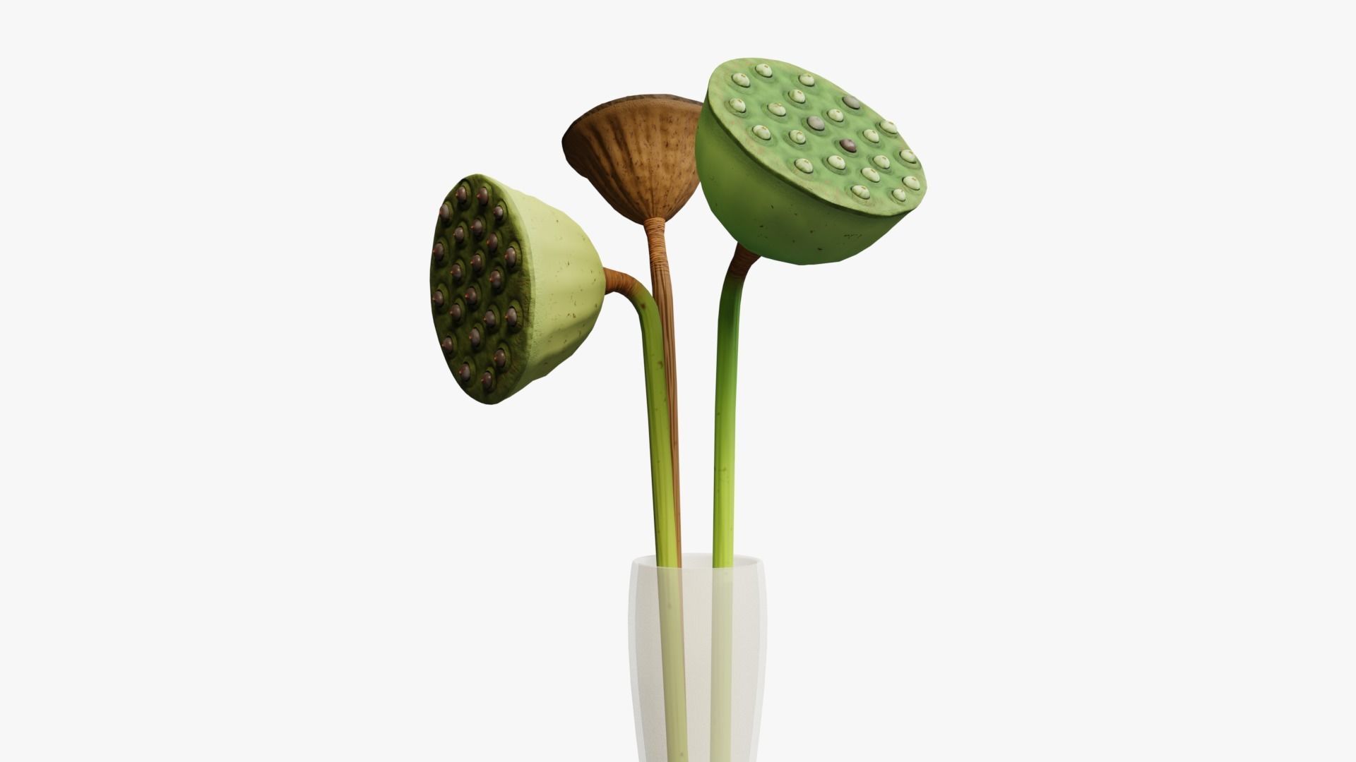 Lotus seed pods 3D model_11