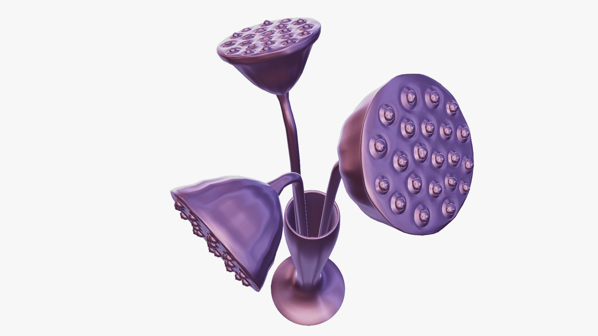 Lotus seed pods 3D model_25