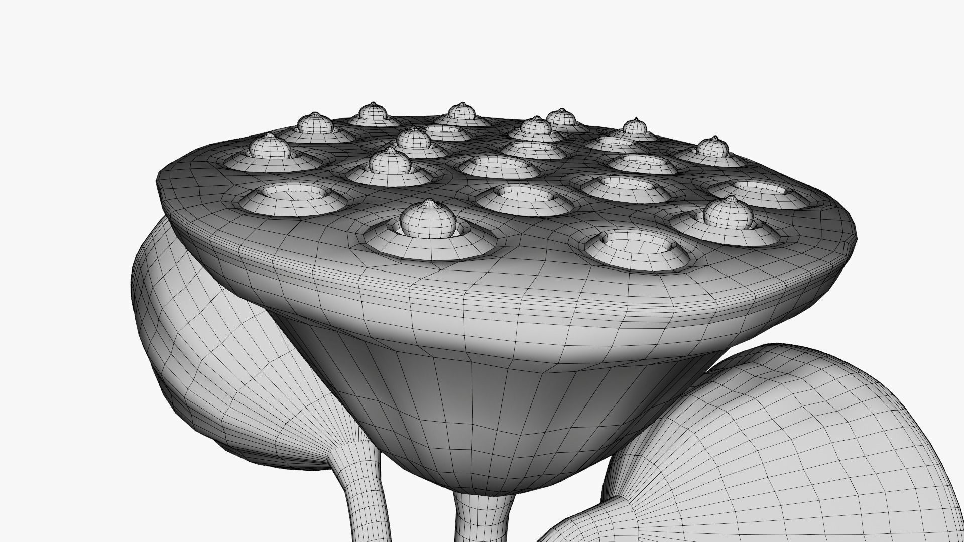 Lotus seed pods 3D model_21