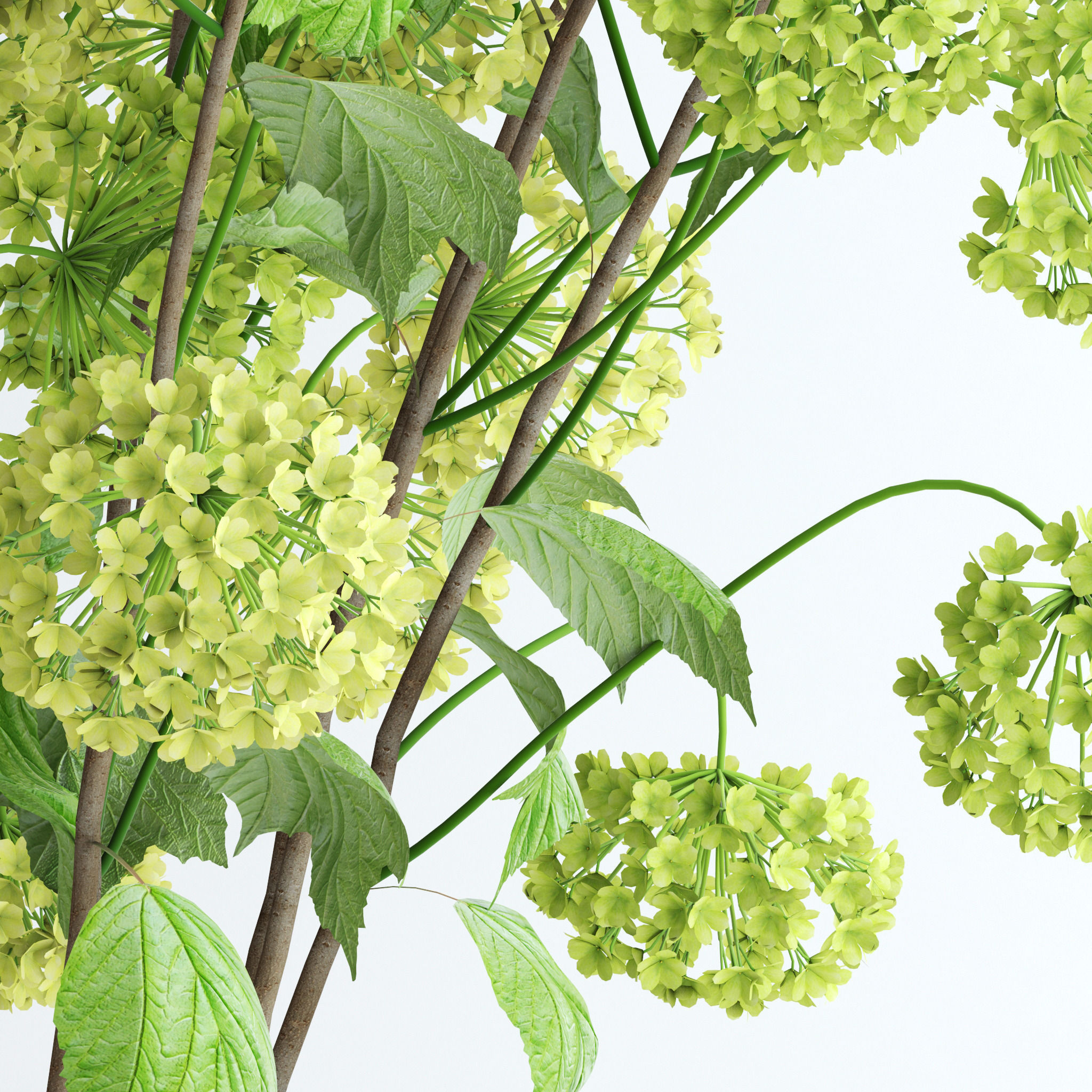 Viburnum hydrangeas in vase 3D model_1