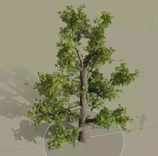 tree speedtree Low-poly 3D model