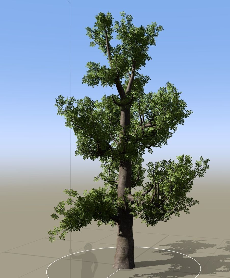 tree speedtree Low-poly 3D model_3