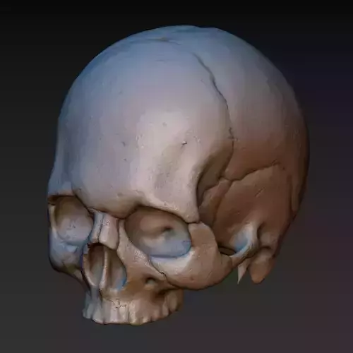 Skull