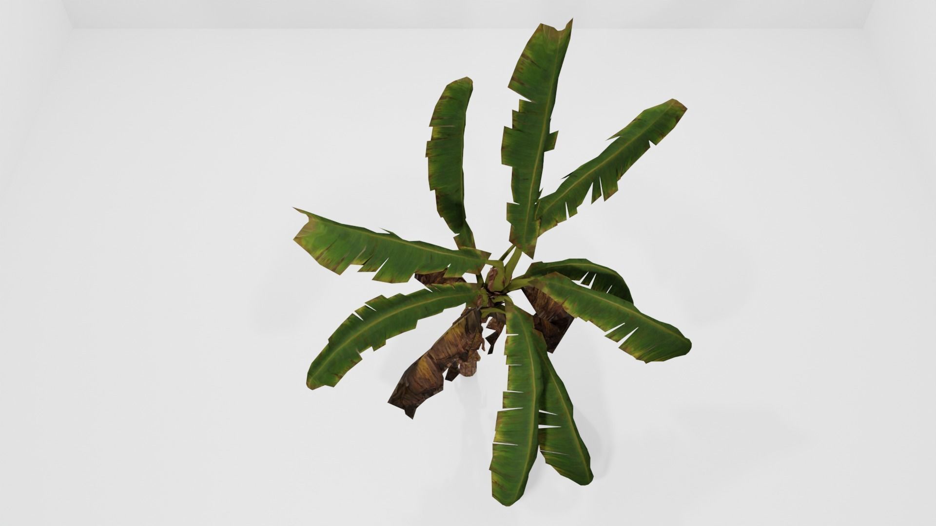 Tree Low-poly 3D model banana plant Low-poly 3D model_14
