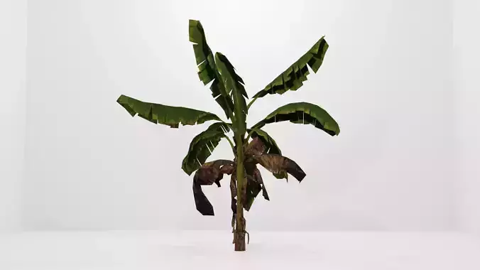 Tree Low-poly 3D model banana plant