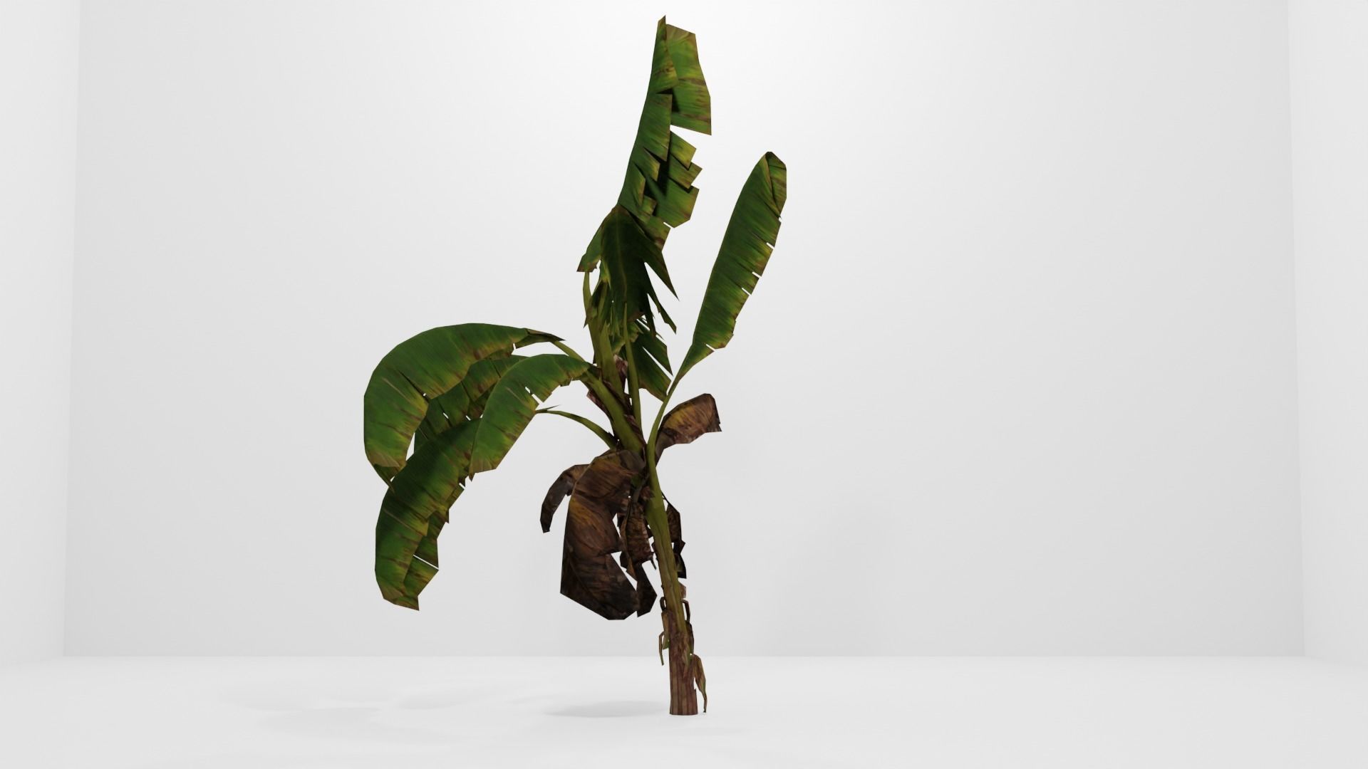 Tree Low-poly 3D model banana plant Low-poly 3D model_5