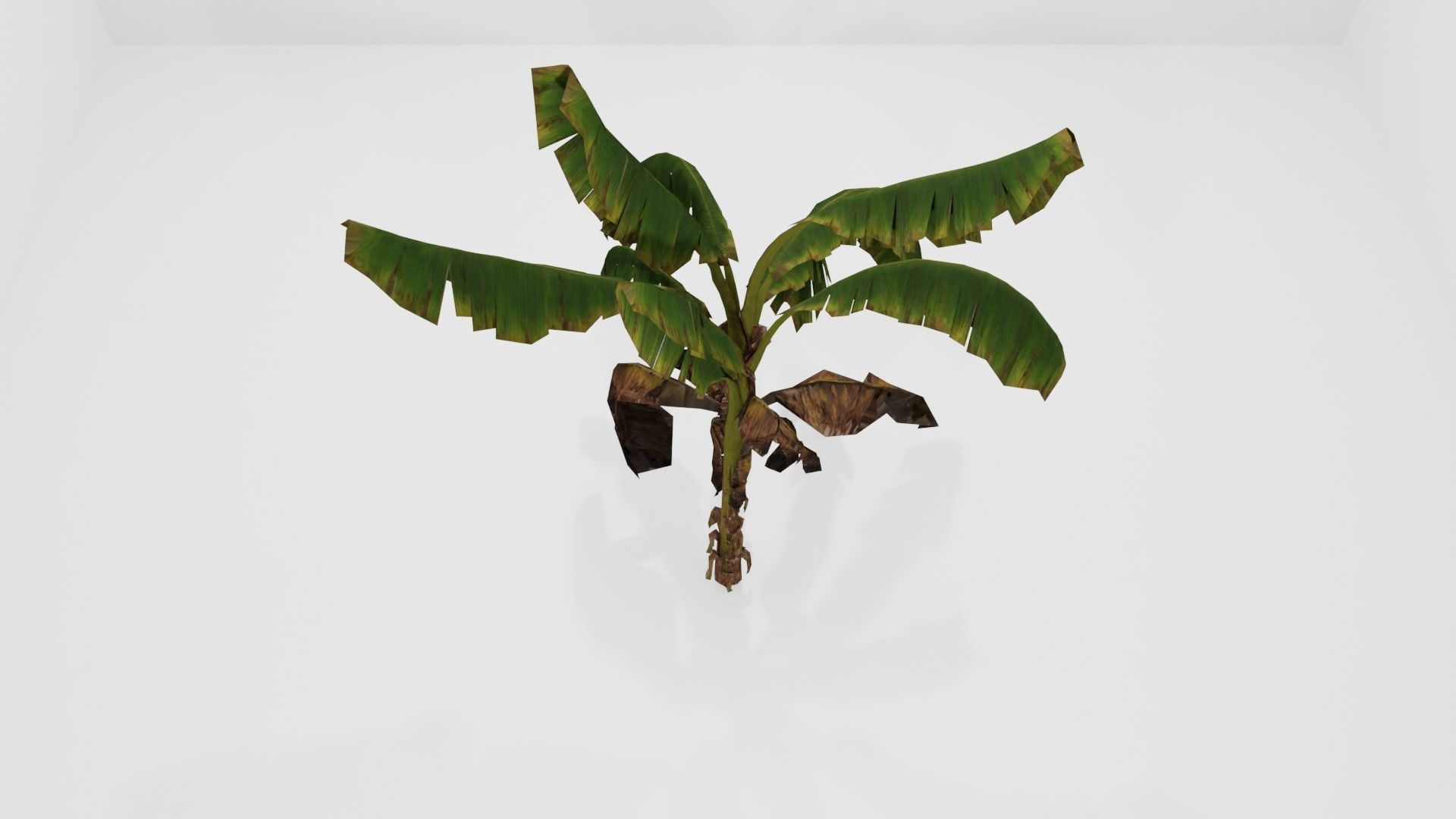 Tree Low-poly 3D model banana plant Low-poly 3D model_15