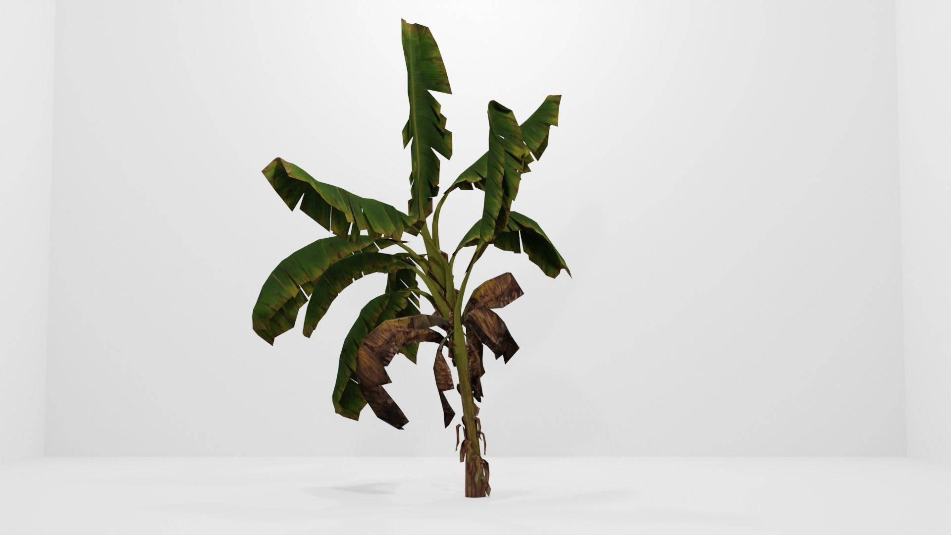 Tree Low-poly 3D model banana plant Low-poly 3D model_2