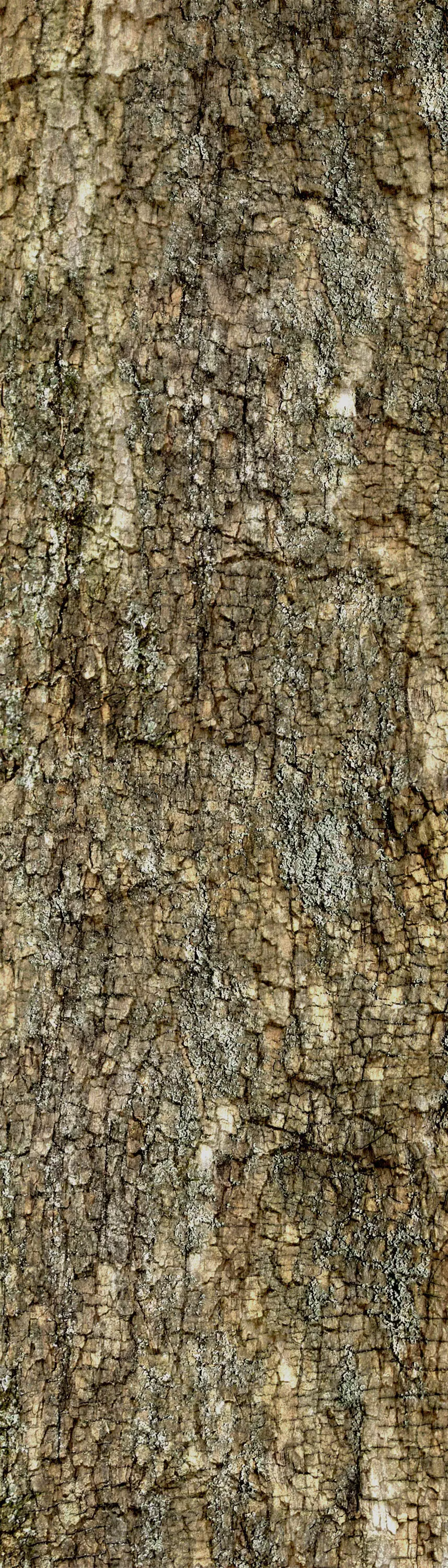 Natural Texture Set 1 Texture_0