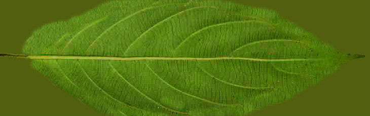 Natural Texture Set 1 Texture_2