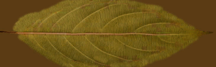 Natural Texture Set 1 Texture_3