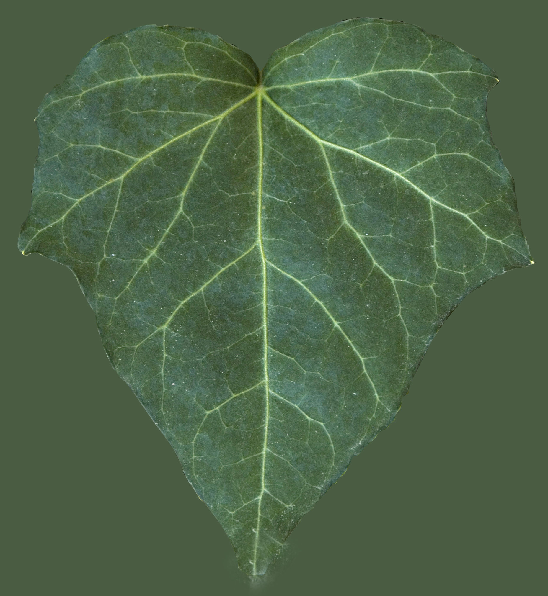 Natural Texture Set 1 Texture_6