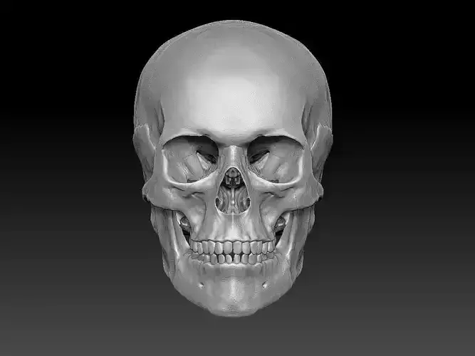 Skull Human