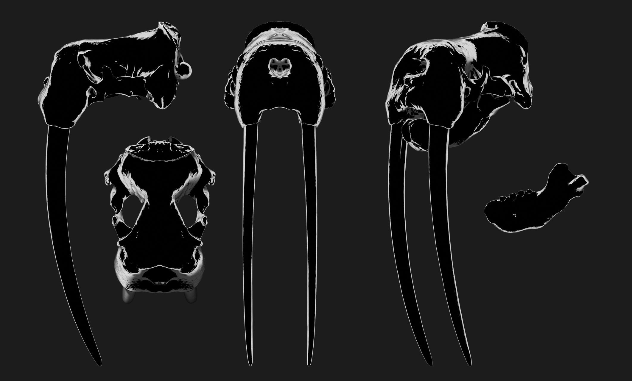 Male Walrus Skull - CNC and 3D print model_21
