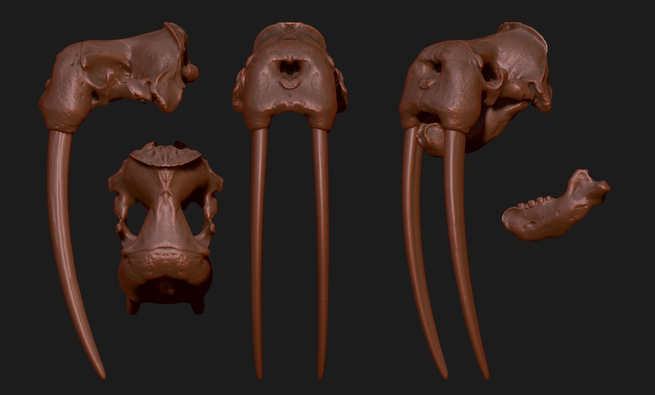 Male Walrus Skull - CNC and 3D print model_15