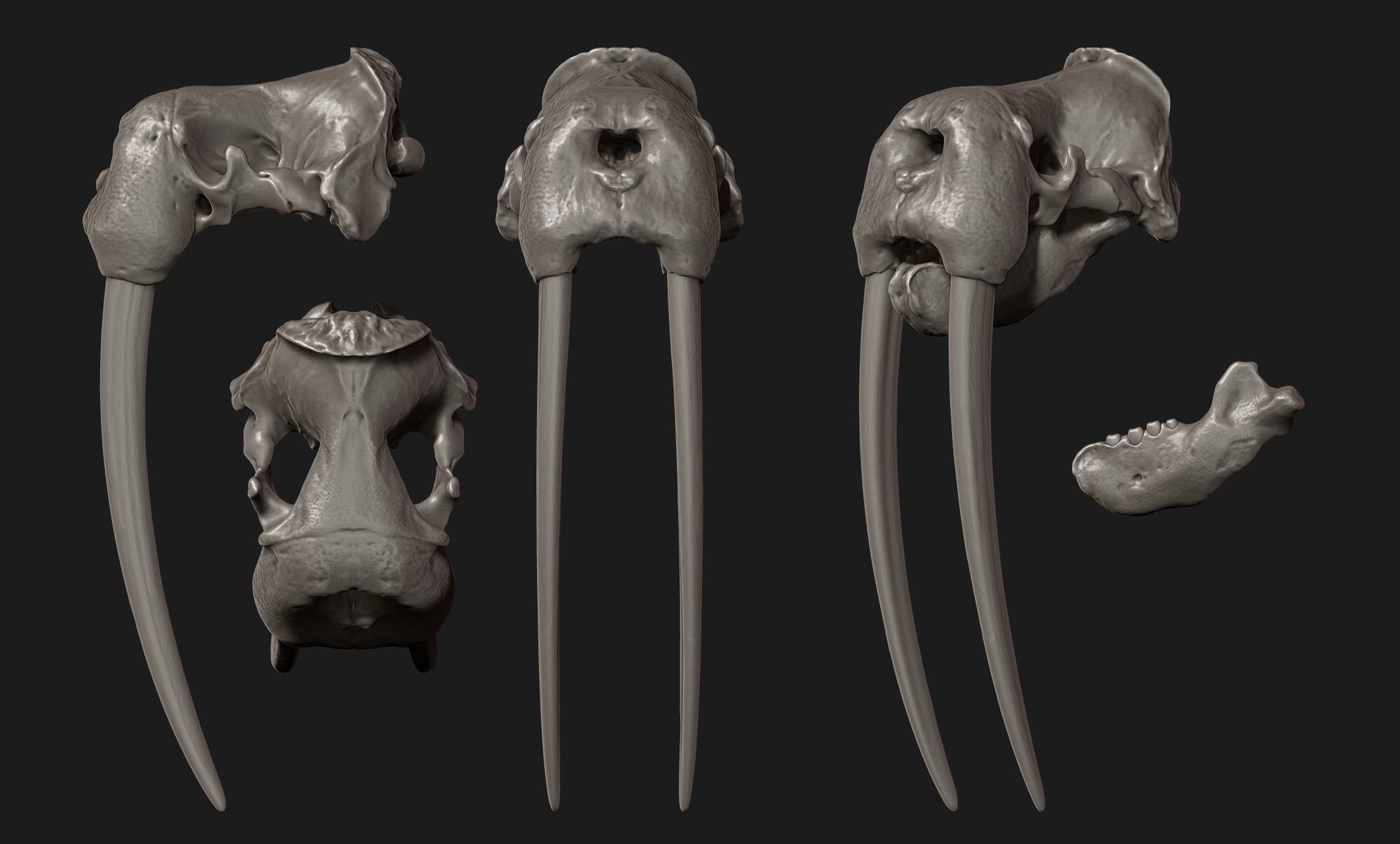 Male Walrus Skull - CNC and 3D print model_26