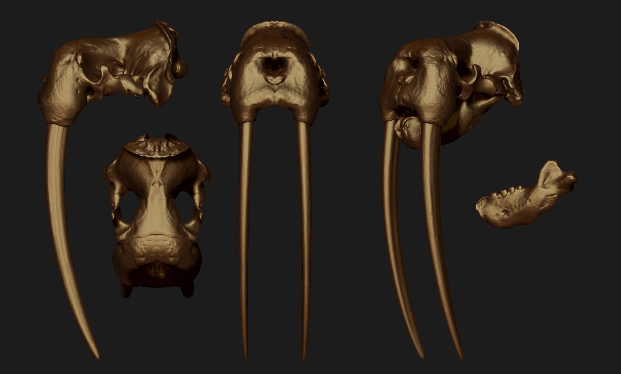 Male Walrus Skull - CNC and 3D print model_18