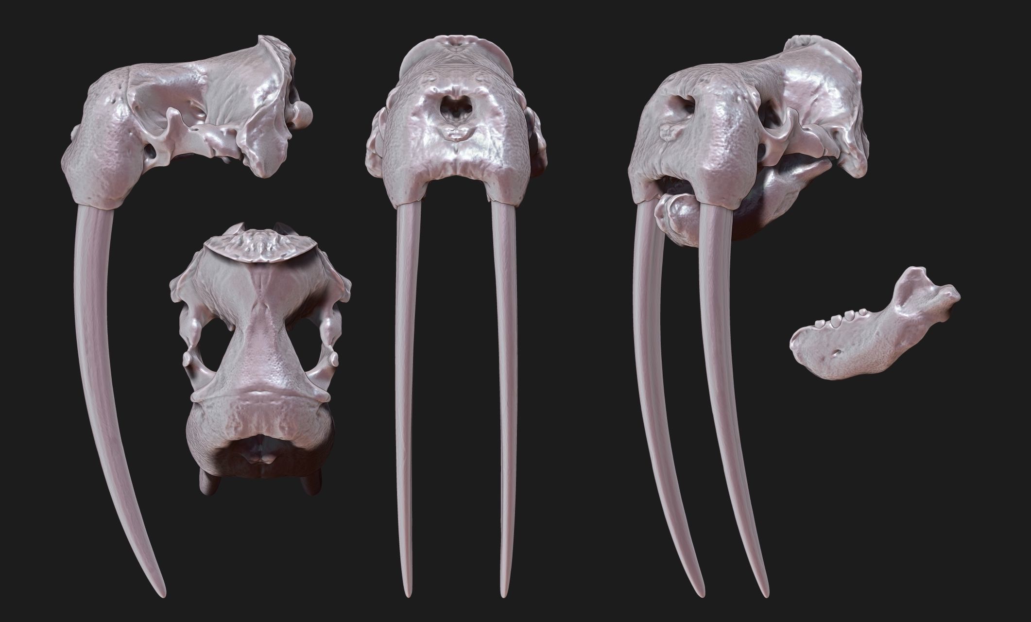 Male Walrus Skull - CNC and 3D print model_17