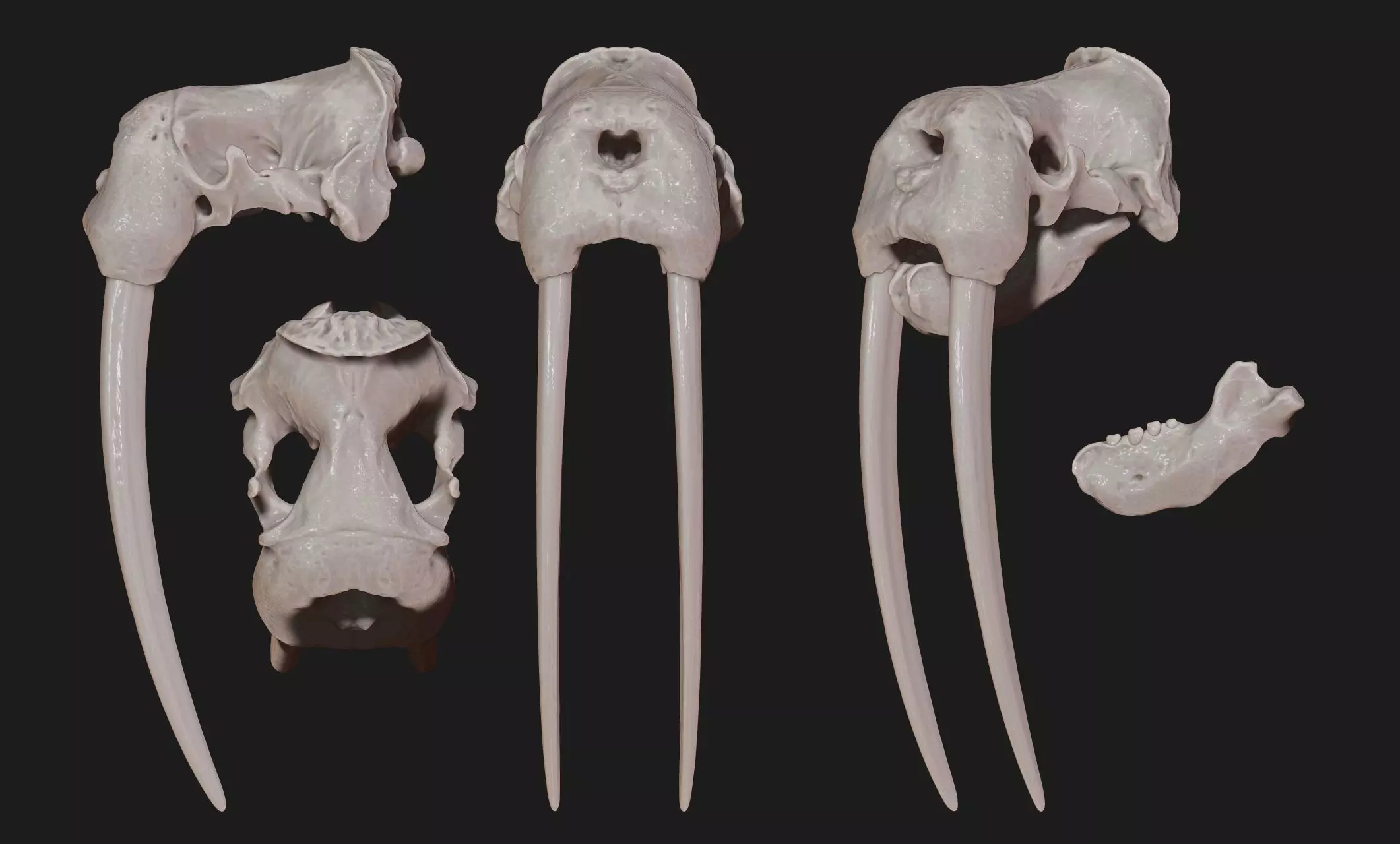 Male Walrus Skull - CNC and 3D print model_0