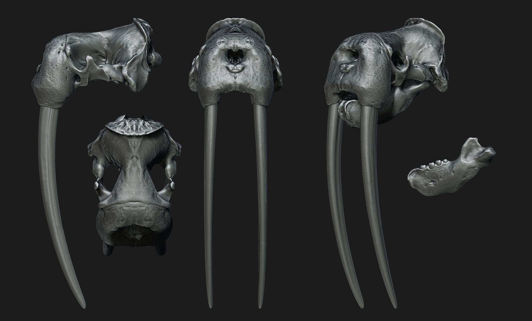 Male Walrus Skull - CNC and 3D print model_14