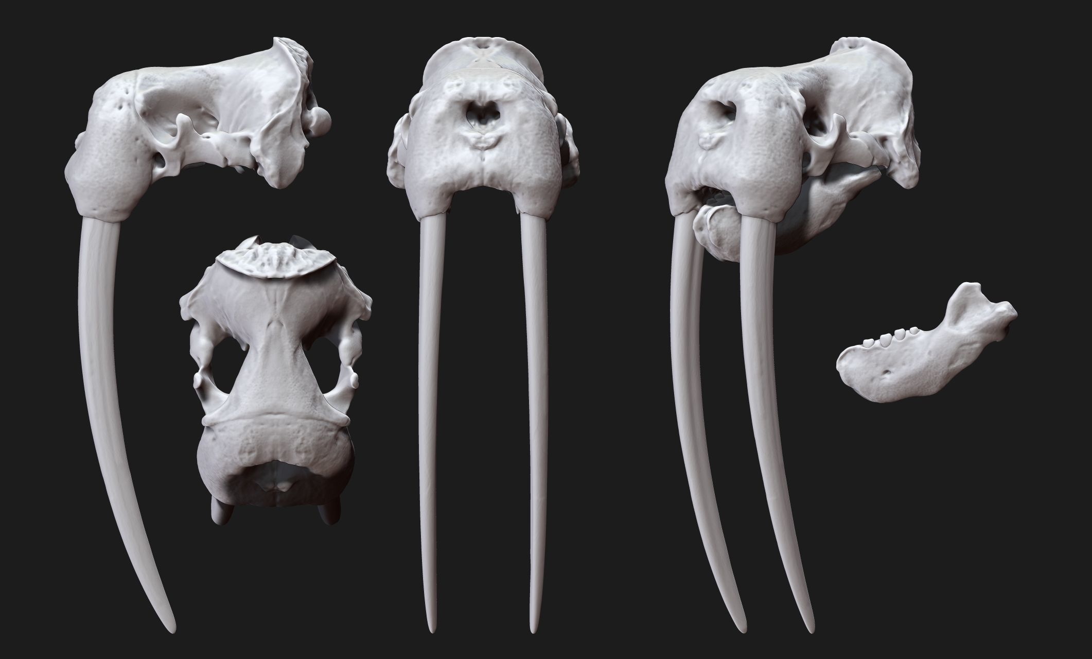 Male Walrus Skull - CNC and 3D print model_22