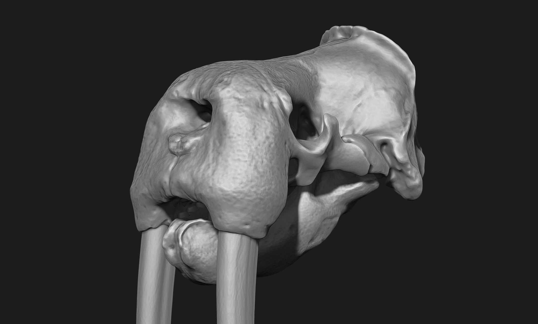 Male Walrus Skull - CNC and 3D print model_4