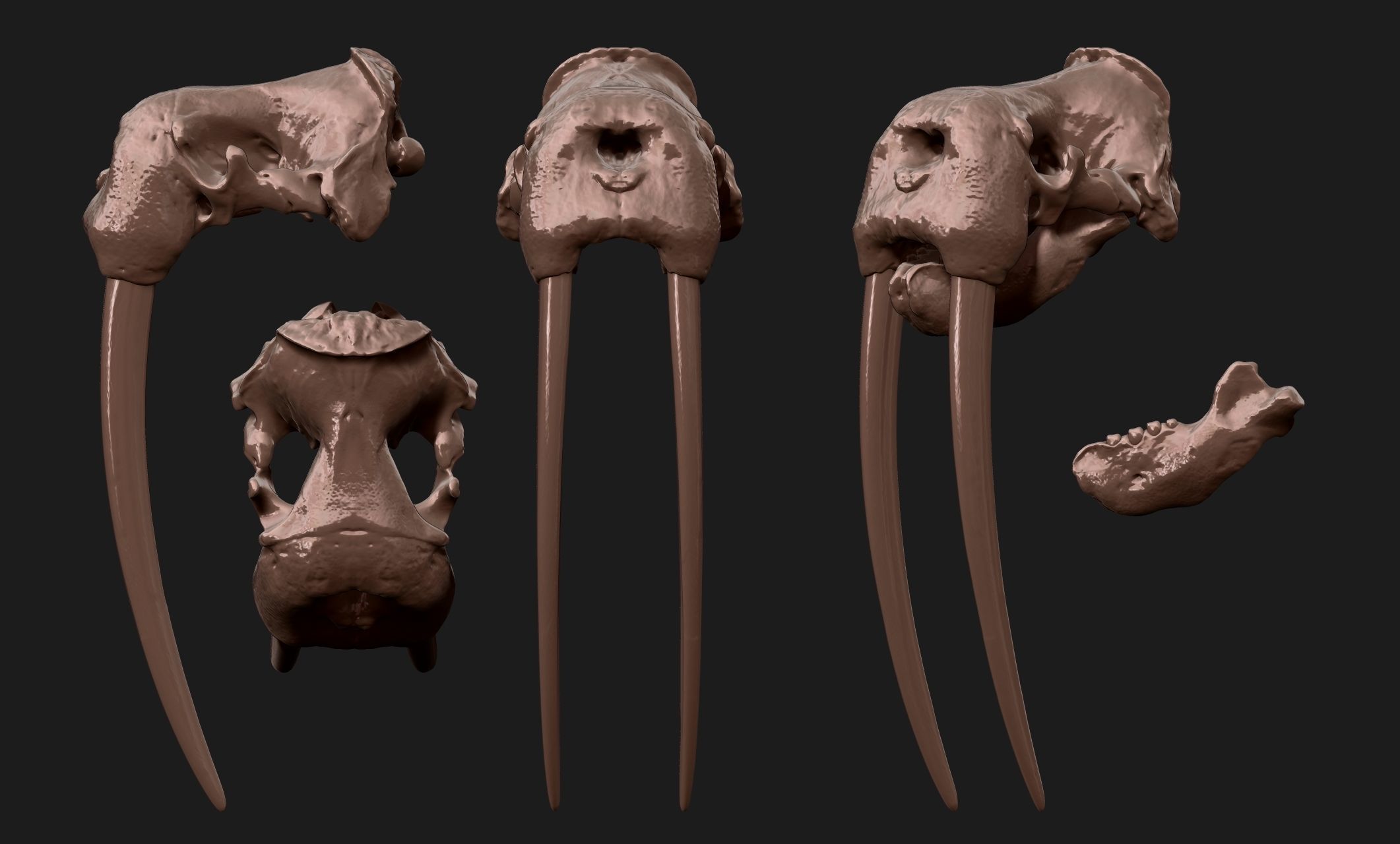 Male Walrus Skull - CNC and 3D print model_20