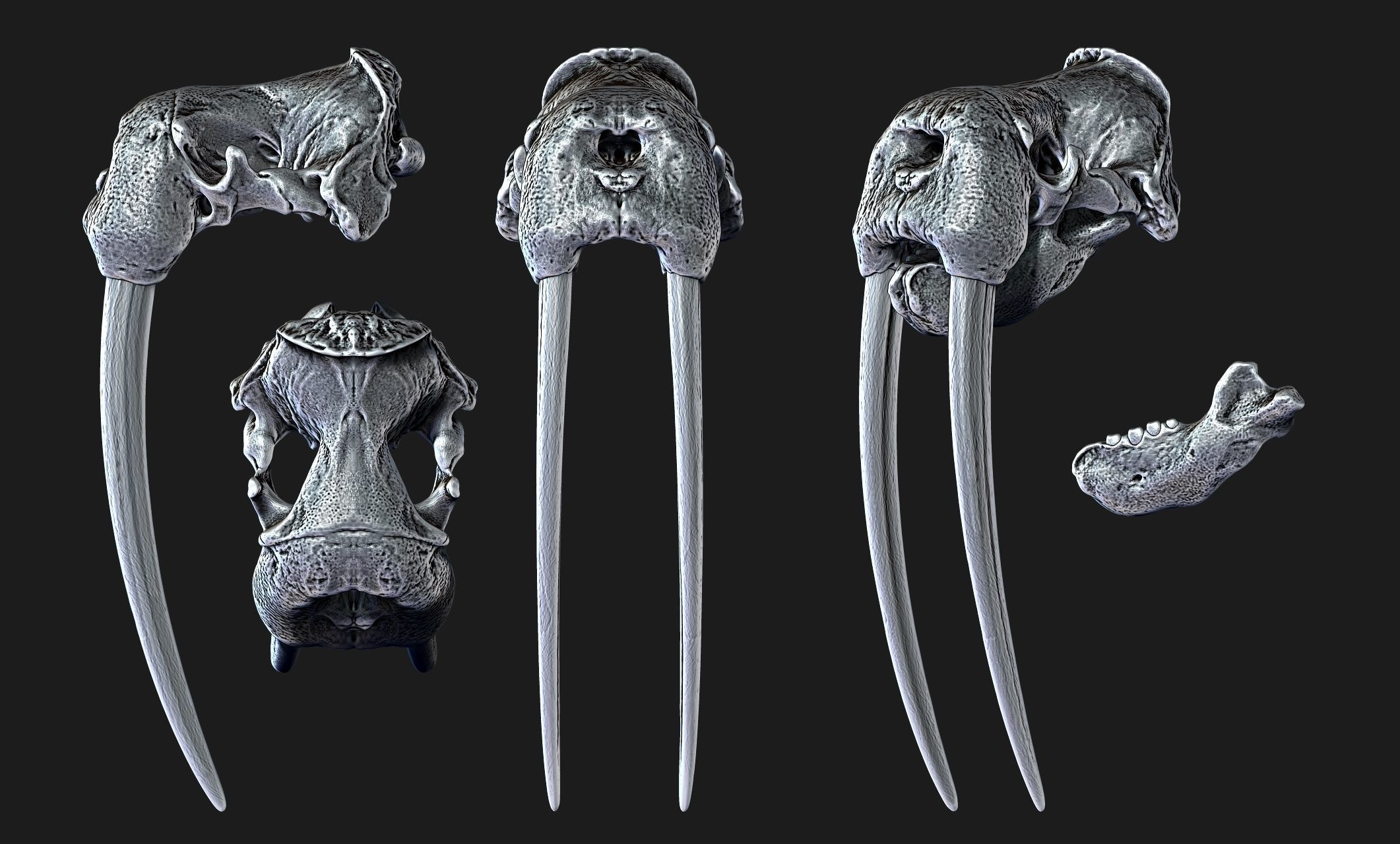 Male Walrus Skull - CNC and 3D print model_25