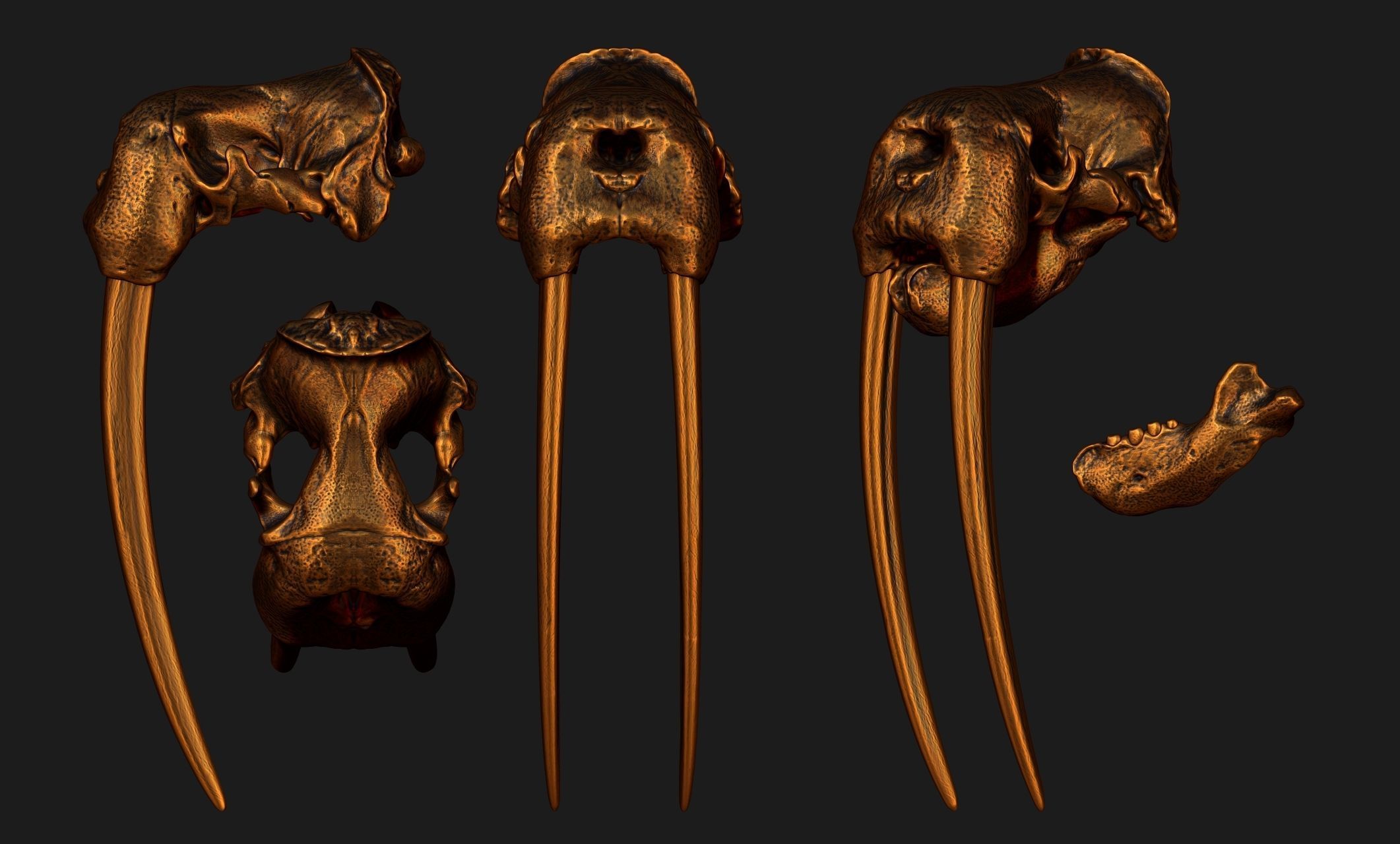 Male Walrus Skull - CNC and 3D print model_24