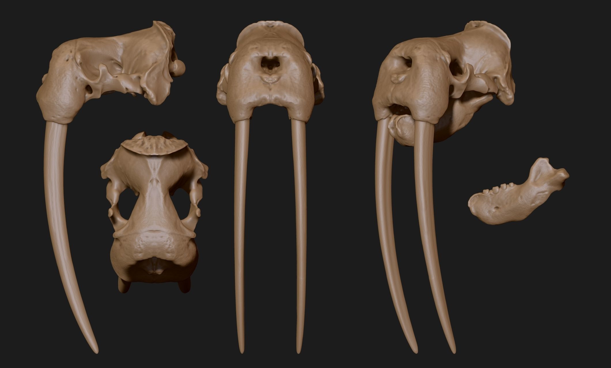 Male Walrus Skull - CNC and 3D print model_13