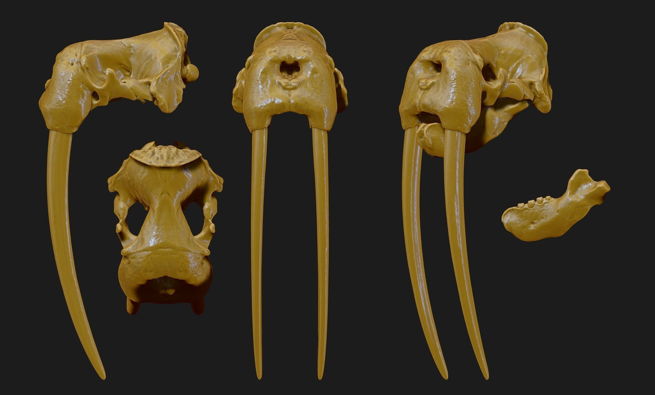 Male Walrus Skull - CNC and 3D print model_7