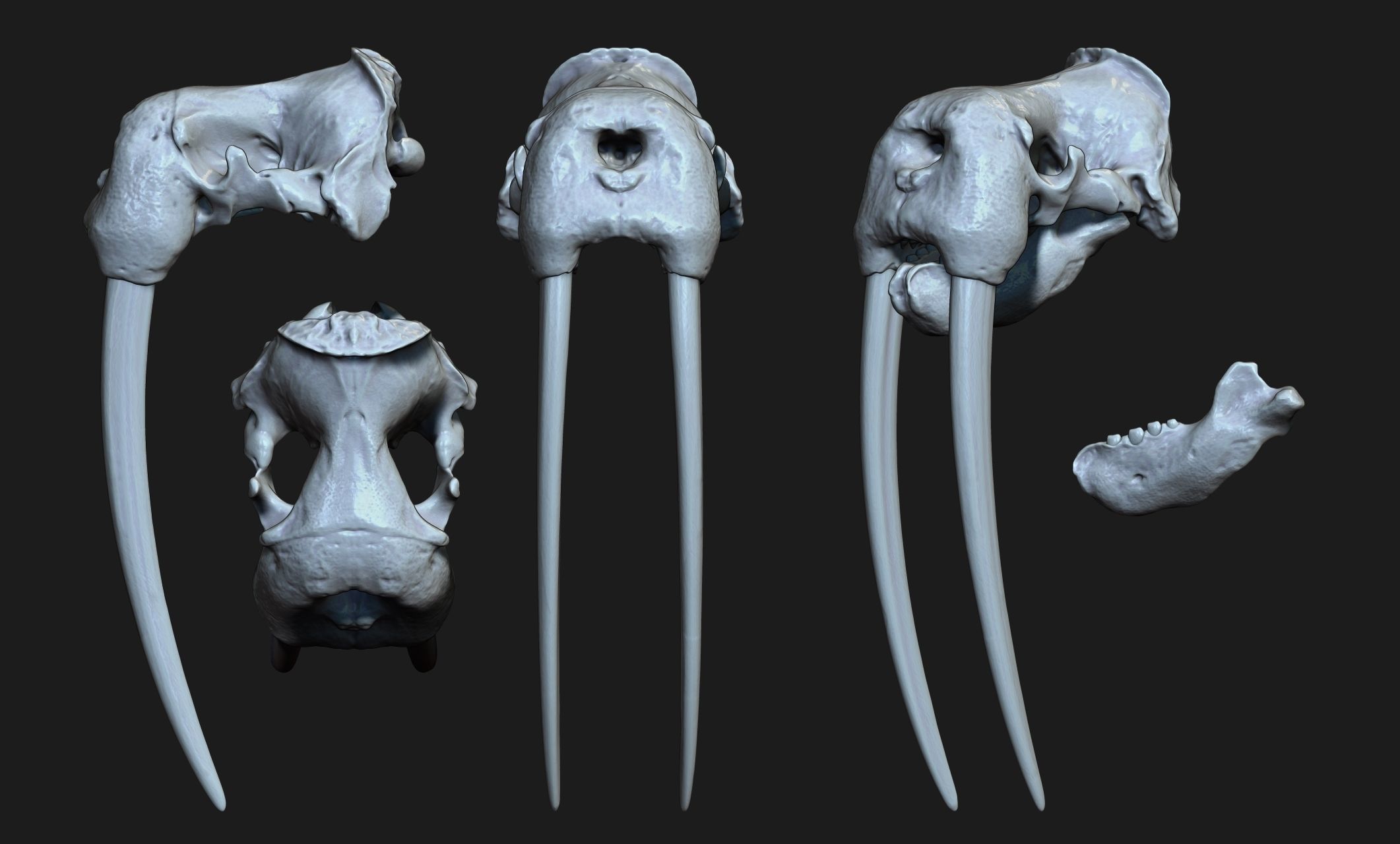 Male Walrus Skull - CNC and 3D print model_19