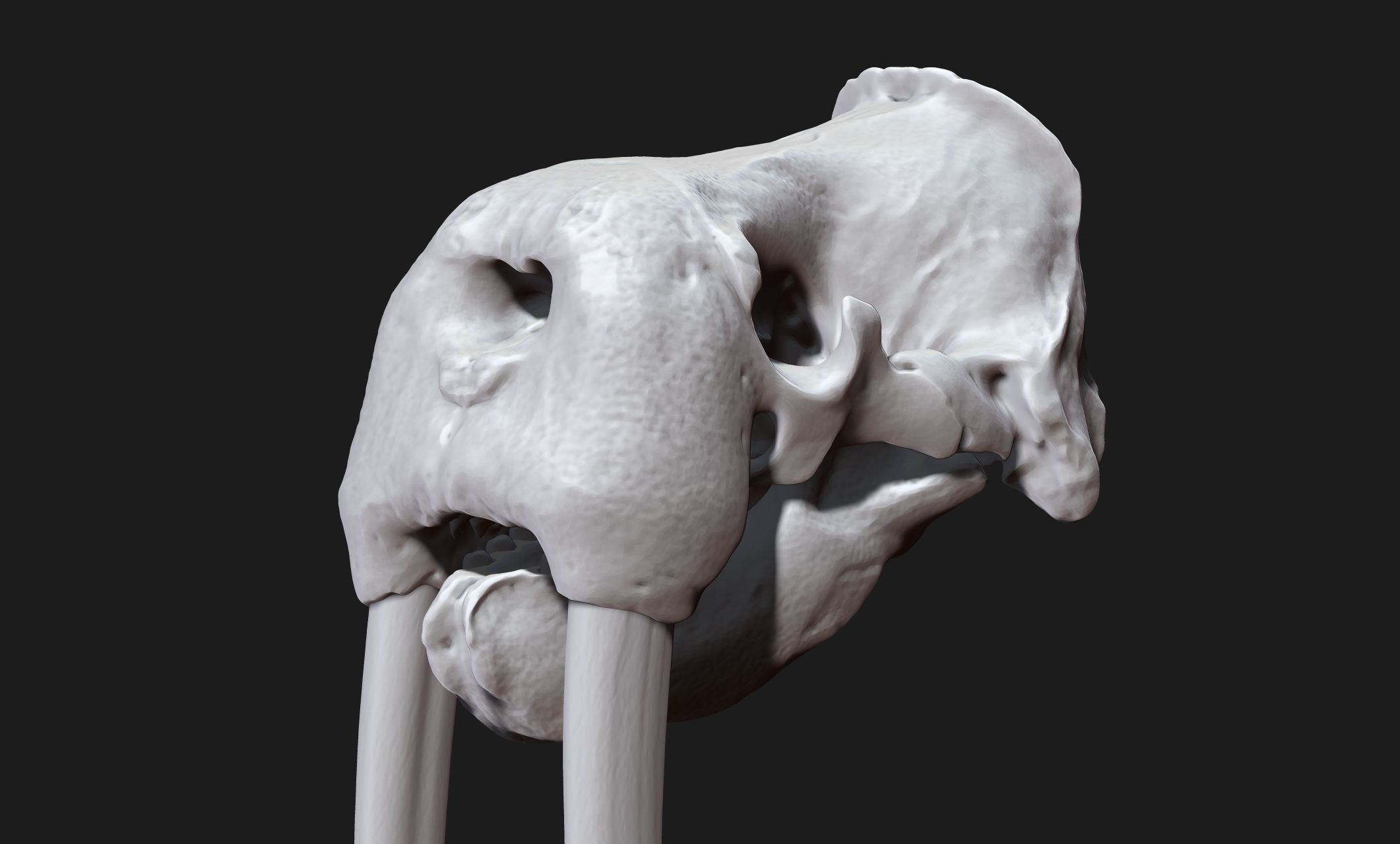 Male Walrus Skull - CNC and 3D print model_5