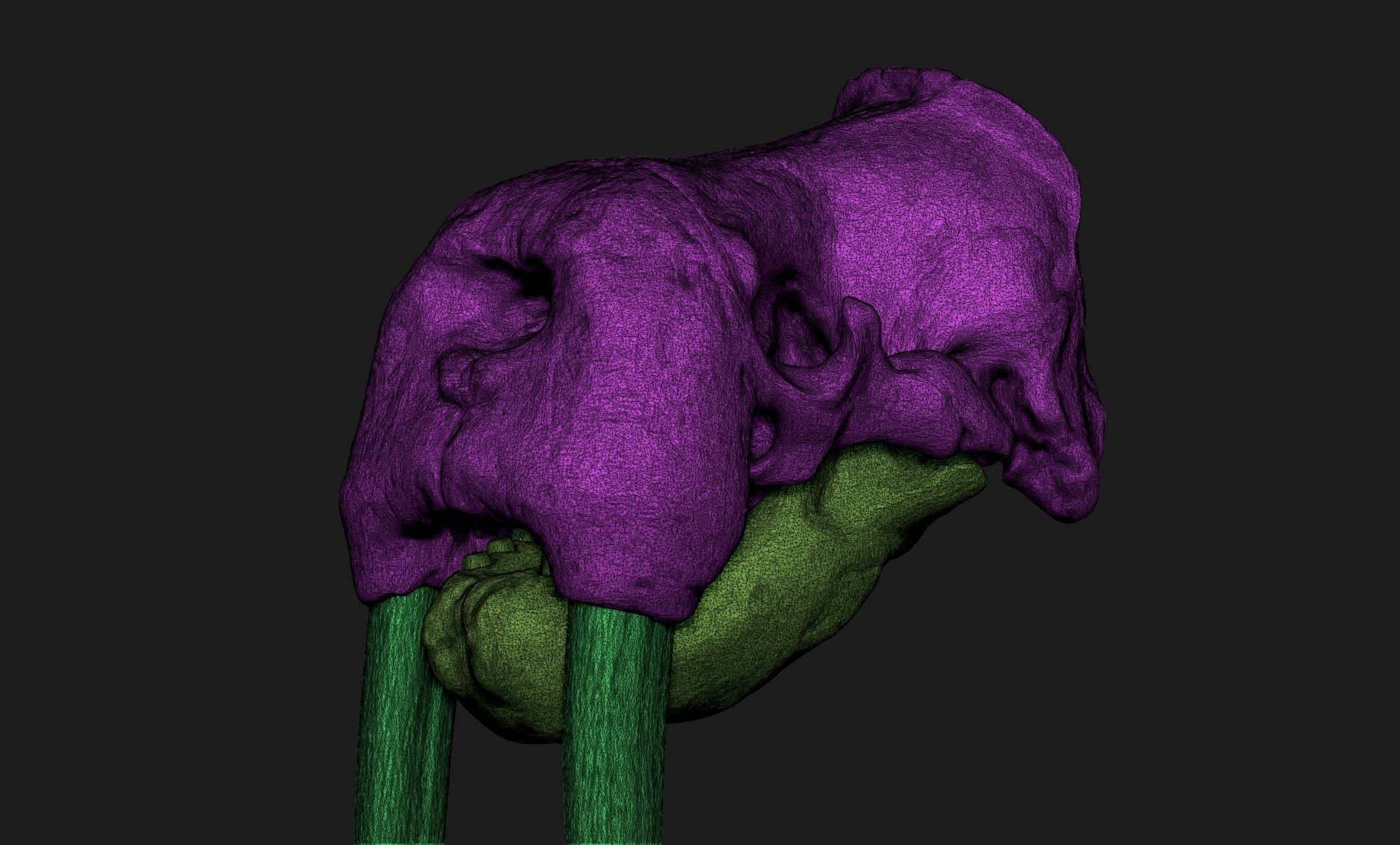 Male Walrus Skull - CNC and 3D print model_6