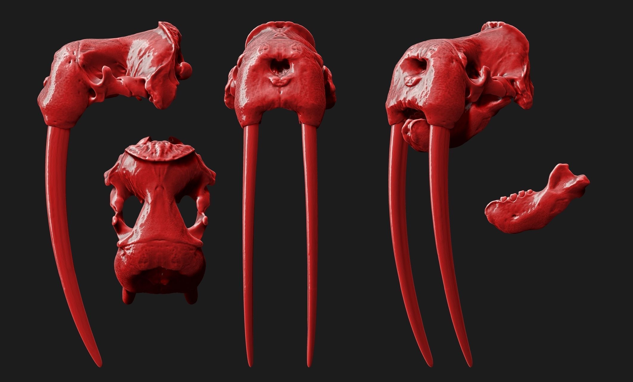 Male Walrus Skull - CNC and 3D print model_9