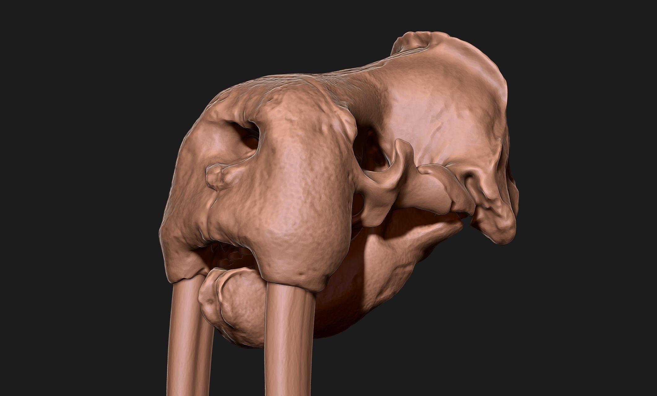 Male Walrus Skull - CNC and 3D print model_2