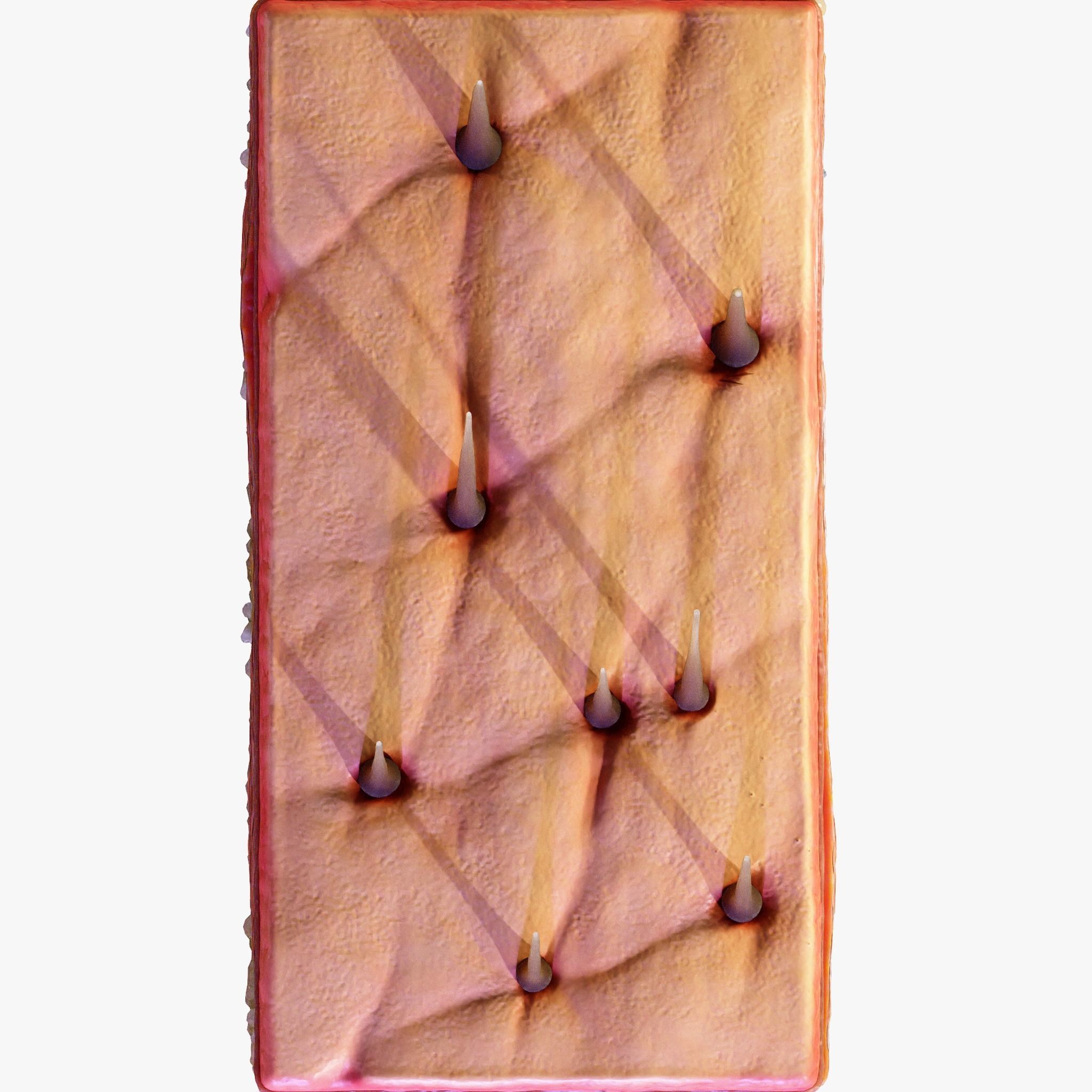 Skin Cross Section 3D model_4