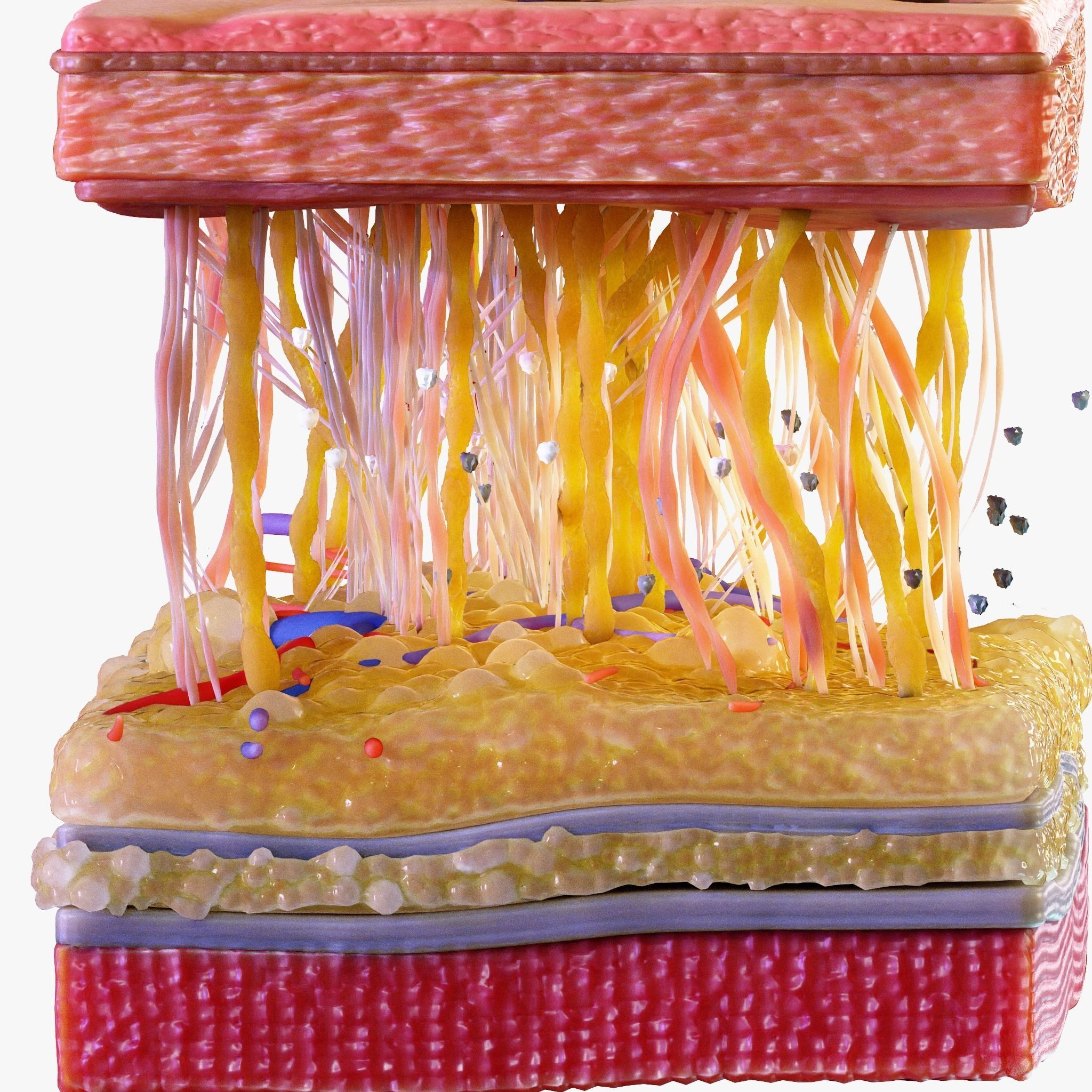 Skin Cross Section 3D model_7