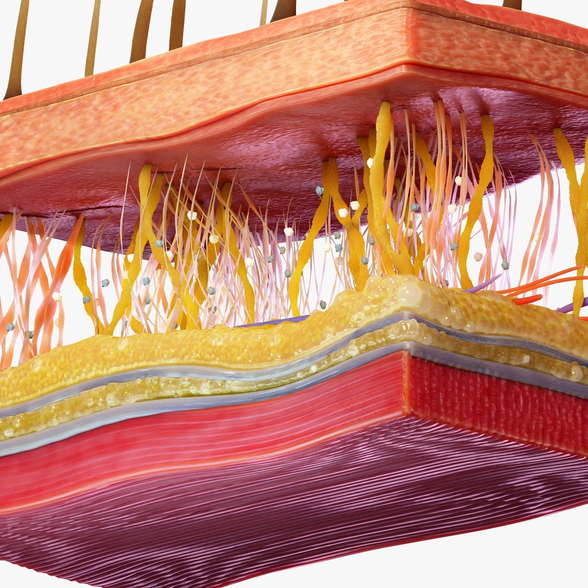 Skin Cross Section 3D model_6