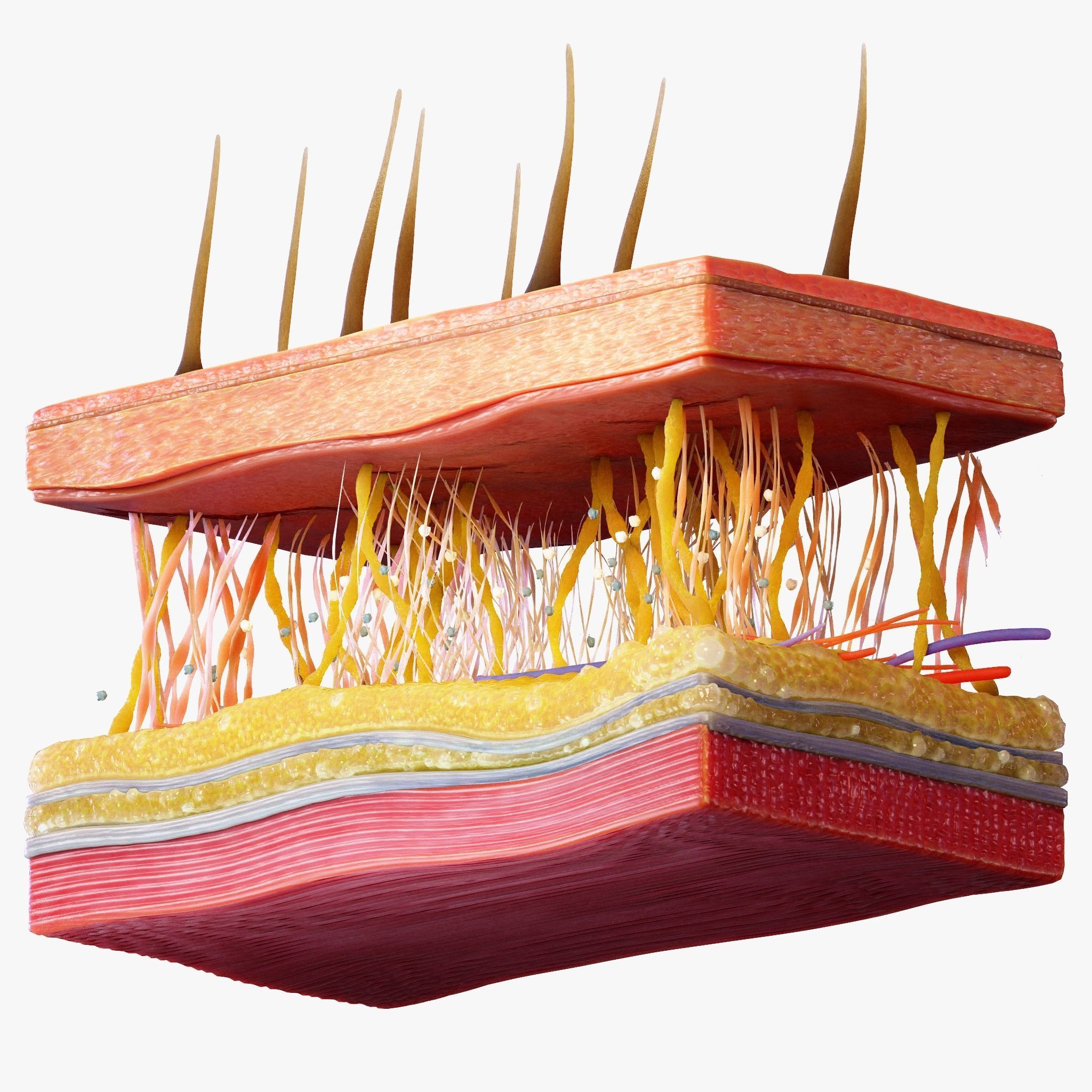 Skin Cross Section 3D model_2