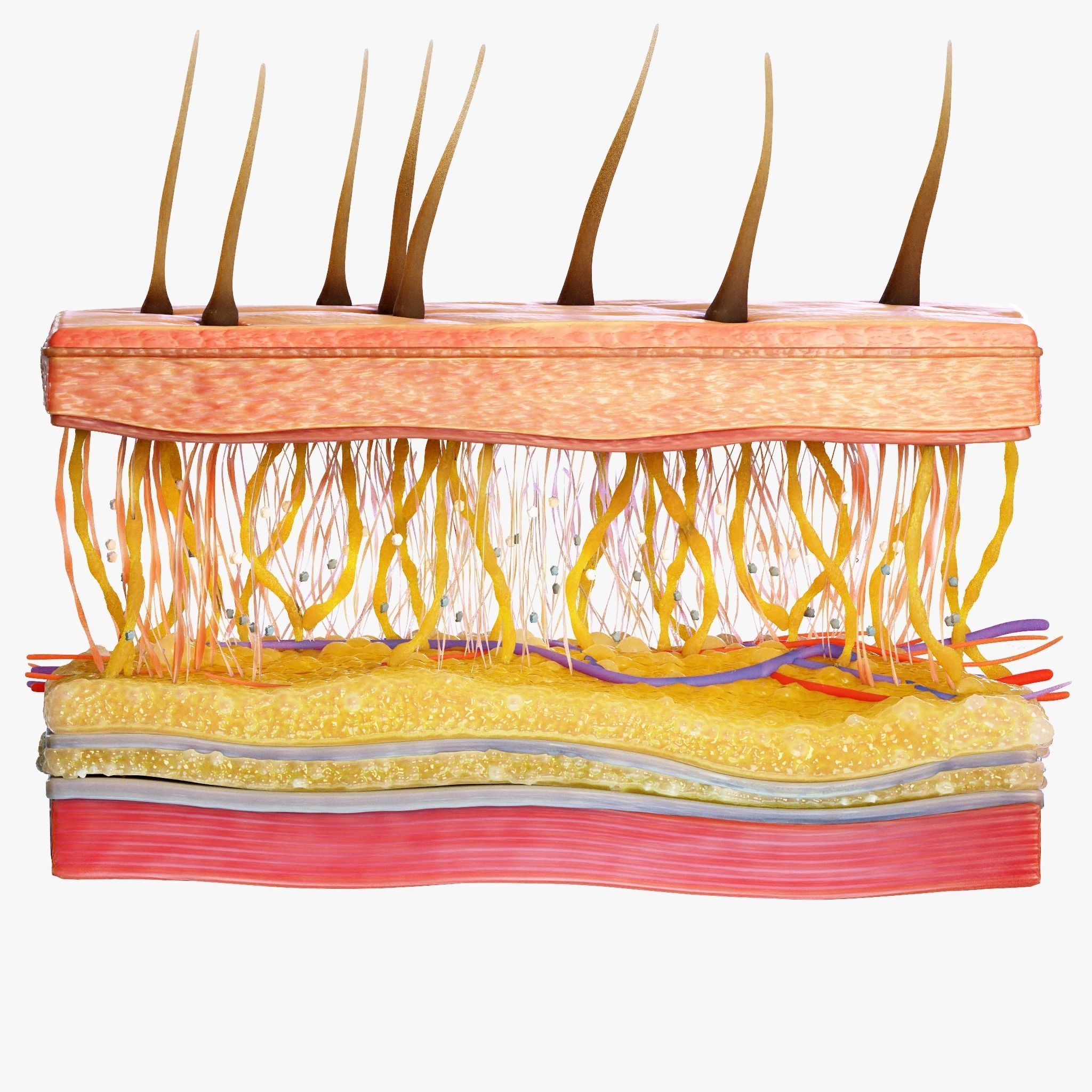 Skin Cross Section 3D model_1