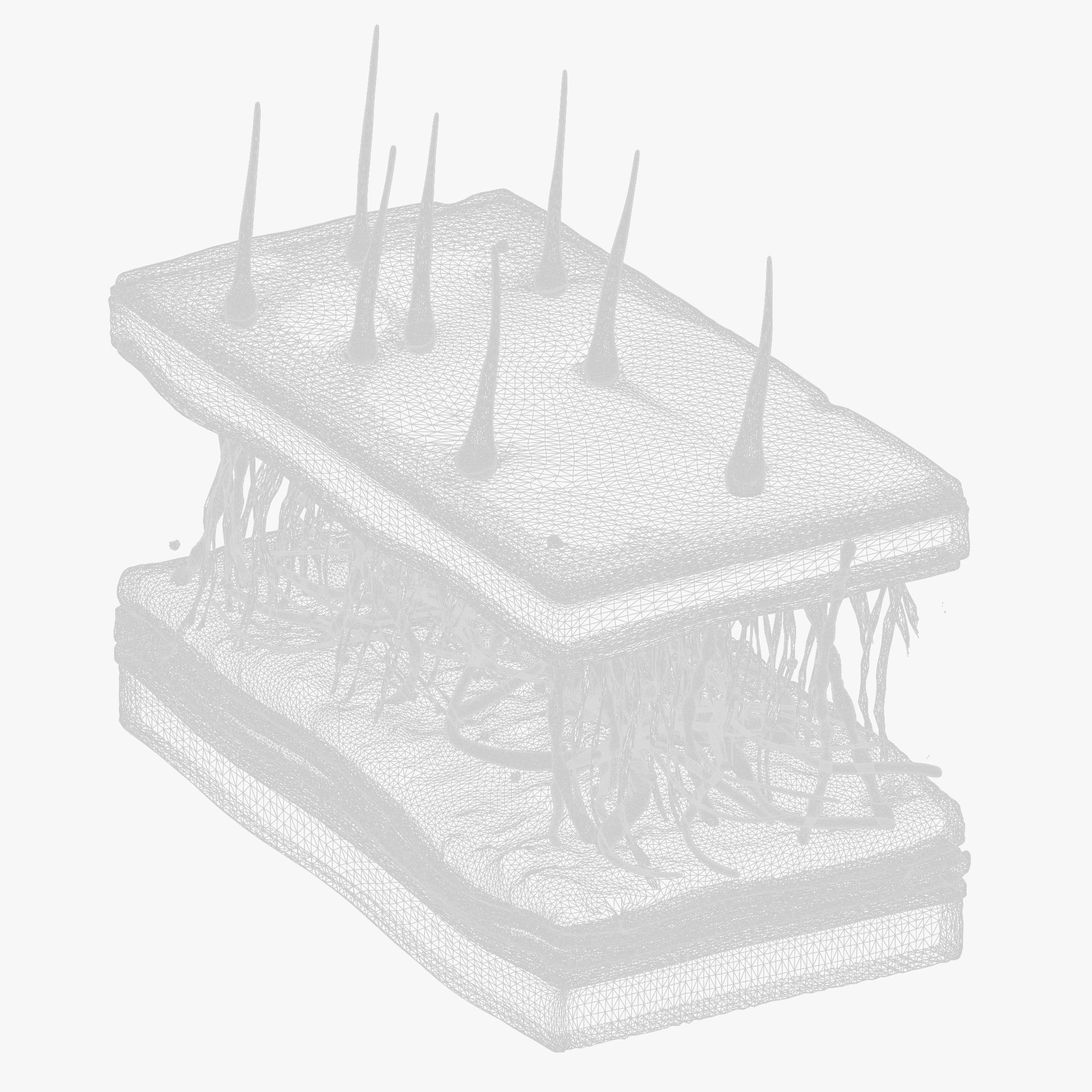 Skin Cross Section 3D model_10